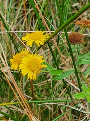 Pulicaria dysenterica