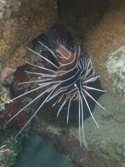 Pterois radiata