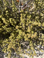 Cliffortia