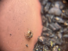 Maratus griseus