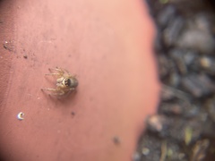 Maratus griseus