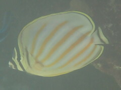 Chaetodon ornatissimus