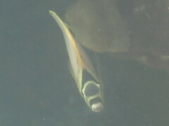 Chaetodon ornatissimus