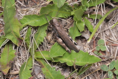 Psophus stridulus