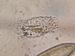 Euglypha acanthophora
