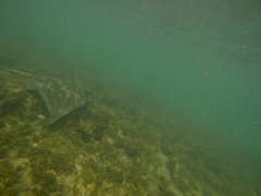 Myliobatis tenuicaudatus