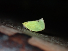 Salurnis marginella