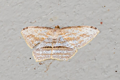 Calletaera postvittata