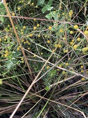 Acacia brownii