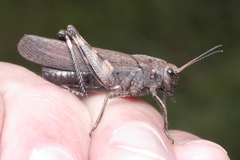 Psophus stridulus