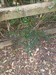 Polyscias sambucifolia