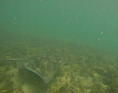 Myliobatis tenuicaudatus