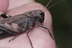 Psophus stridulus