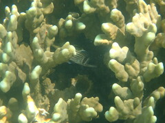 Neoniphon sammara