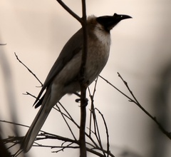 Philemon corniculatus