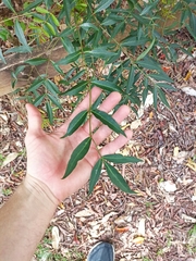 Polyscias sambucifolia