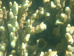 Neoniphon sammara