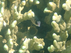 Neoniphon sammara