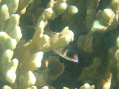 Neoniphon sammara