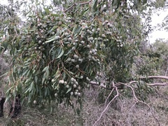 Corymbia calophylla