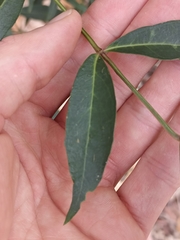 Polyscias sambucifolia