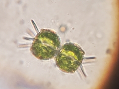 Xanthidium antilopaeum