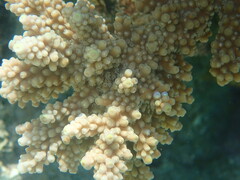 Neoniphon sammara