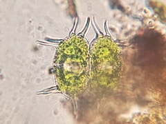 Xanthidium antilopaeum