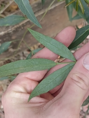 Polyscias sambucifolia