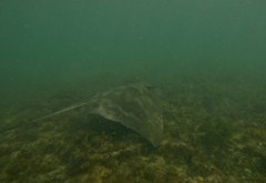 Myliobatis tenuicaudatus