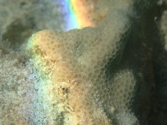 Porites