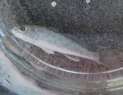 Menticirrhus americanus