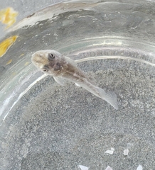 Menticirrhus americanus