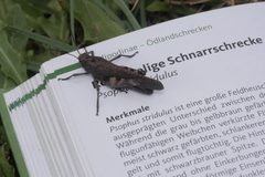 Psophus stridulus