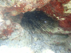 Echinoidea
