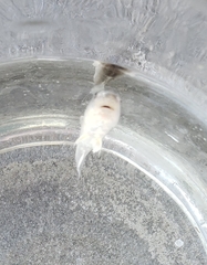 Menticirrhus americanus