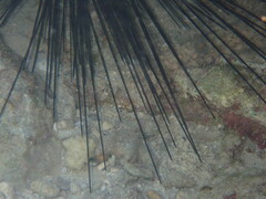 Echinoidea