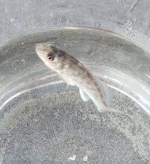 Menticirrhus americanus