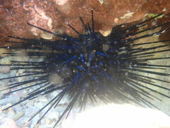 Echinoidea