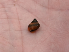 Littorina saxatilis