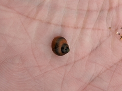 Littorina saxatilis