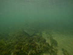 Myliobatis tenuicaudatus