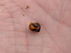 Littorina saxatilis