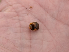 Littorina saxatilis