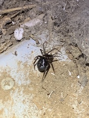 Steatoda grossa