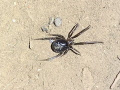 Steatoda grossa