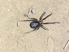 Steatoda grossa