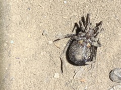 Steatoda grossa