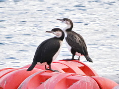 Phalacrocorax fuscescens