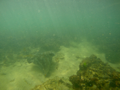 Myliobatis tenuicaudatus